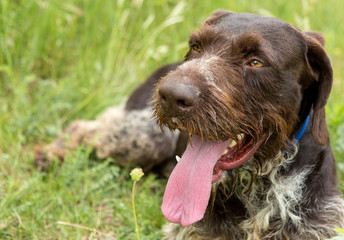 German hunting watchdog drahthaar, beautiful dog portrait in summer