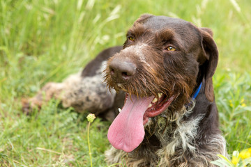 German hunting watchdog drahthaar, beautiful dog portrait in summer