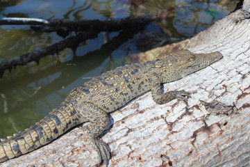 Krokodil