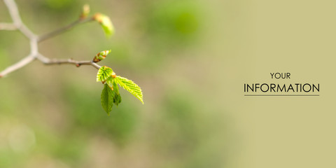 Branch leaves bunches spring tree nature pattern