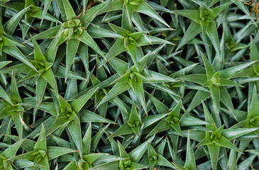 Green background of Abromeitiella lorentziana