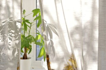Money Tree Plant Decoration Home Gardening Plants