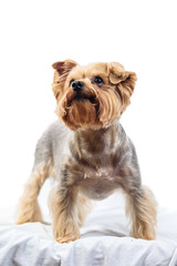 portrait of a yorkshire terrier isolated on white background
