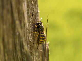 Wespe