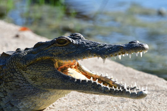 Young crocodile with openbed mouth