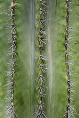 Spine di Cactus, Pianta Grassa, Spines of Cactus, Succulent Plant