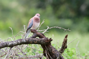 dove bird siting on a branch,Kruger National park in South Africa