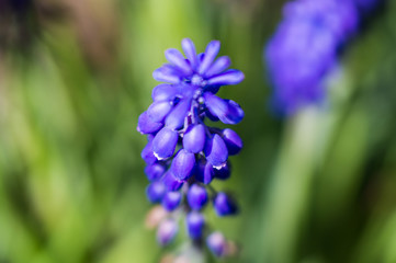 Obraz premium Blue flower bell in the garden at dacha close-up on a sunny bright day