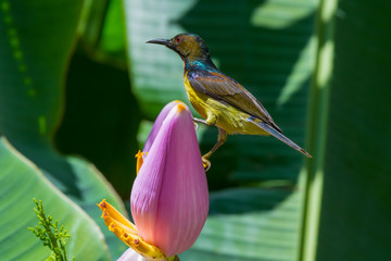 Colorful bird .Brown throated sunbird  perching on flowering banana close up in eye level ,side view.