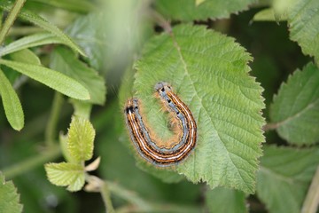 Chenille