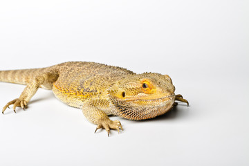 Agama. Bearded dragon isolated on bright.
