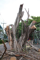 Big tree dead Was cut off the road.