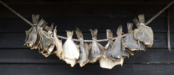 Laesoe / Denmark: Drying flatfish hanging in front of the black painted wooden wall of a small salter cottage