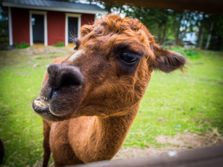Alpaca watching © mikael