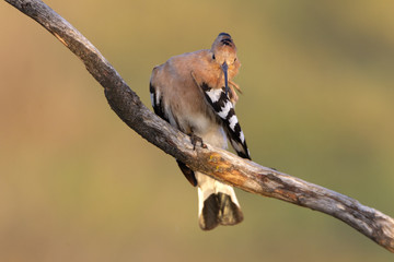 Hoopoe. Upupa epops