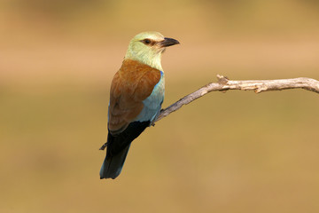 Coracias garrulus. European roller