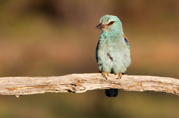 Coracias garrulus. European roller