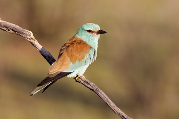 Coracias garrulus. European roller