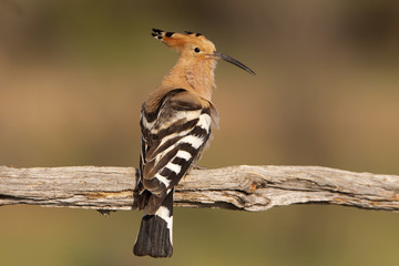 Hoopoe. Upupa epops