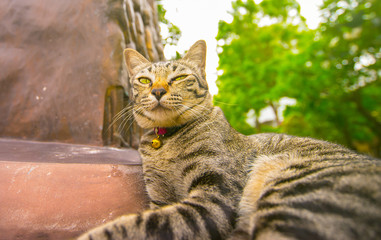 Cat breeds of Asian appearance, mannerisms.