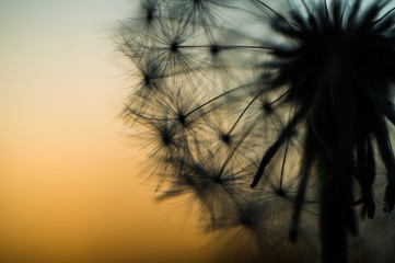 Silhouette of dandelion close-up at sunset at dusk