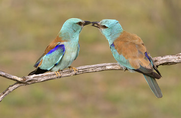 European roller. Coracias garrulus