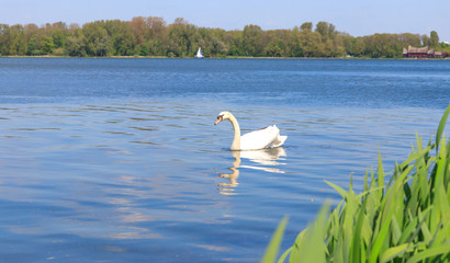 A White Swan At Kralingse Plas, Rotterdam