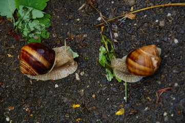 ślimaki © dariog1973