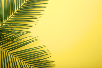 Green palm leafs on yellow background