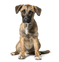 Mixed-breed dog , 7 months old, sitting against white background