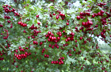 Plants: Close-up of a hawthorn shrub with small red pome fruit on a rainy day in October