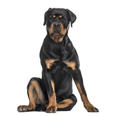 Rottweiler dog sitting against white background
