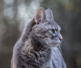 Profifle of beautiful mottled grey-brown housecat, with green bokeh background..  Crisp focus on eye.