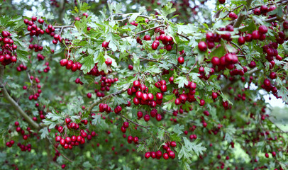 Plants: Close-up of a hawthorn shrub with small red pome fruit on a rainy day in October