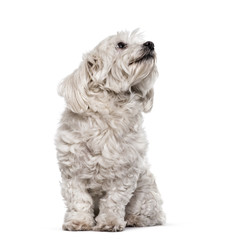 Maltese dog sitting against white background