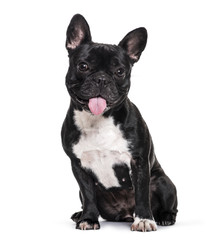 Fototapeta premium French Bulldog , 1.5 years old, sitting against white background