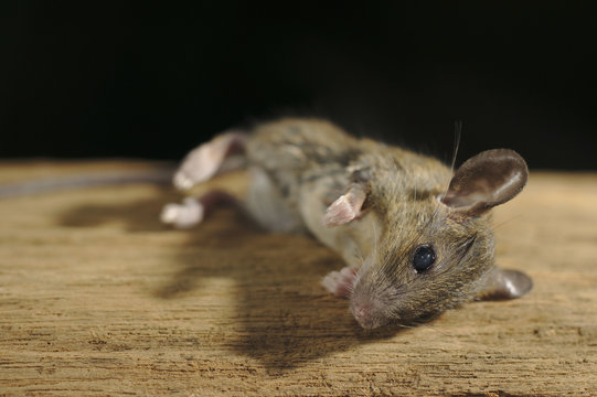 Brown Mouse die on wooden with black background