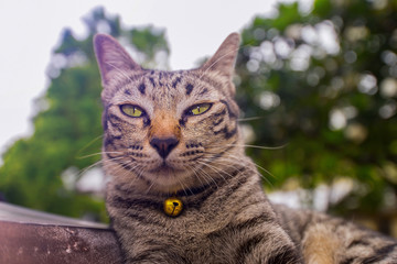 Asian cat with facial expressions and eyes.