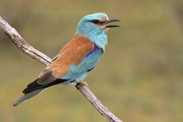 European roller. Coracias garrulus