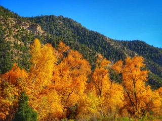 Fototapeta premium Cedar Breaks, Utah