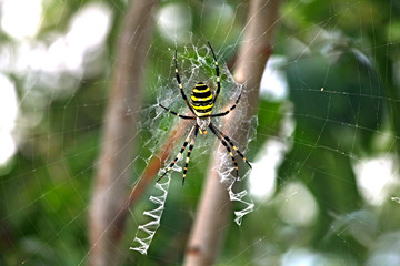 spider in a web