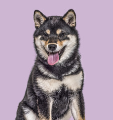 Fototapeta premium Shiba Inu puppy , 4.5 months old, sitting against purple background