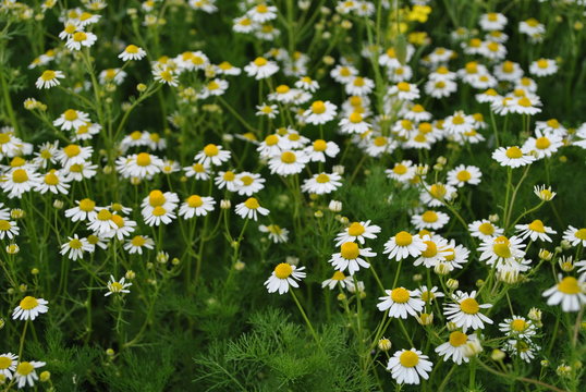 Rumianek - Matricaria