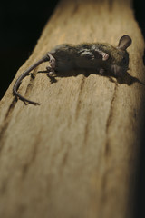 Mouse die on wood board, Texture and line on board lead to rat.