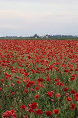 Campo di papaveri