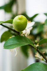 Green citrus plant on branch (Citrus Volkameriana)