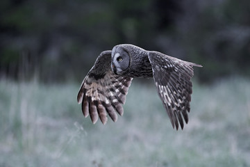 Great grey owl (Strix nebulosa)