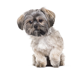 Mixed-breed dog , 10 months old, sitting against white background