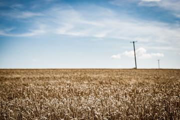 Field. Colour photo. 