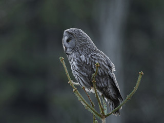 Great grey owl (Strix nebulosa)
